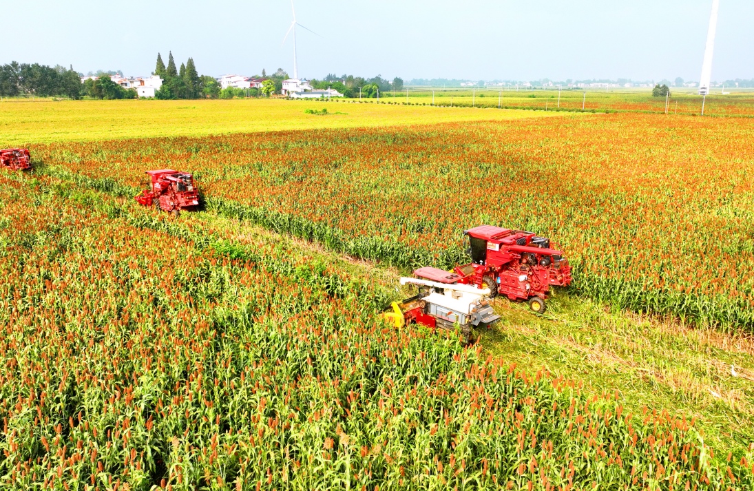 Jiangxi : une récolte abondante de sorgho rouge à Pengze