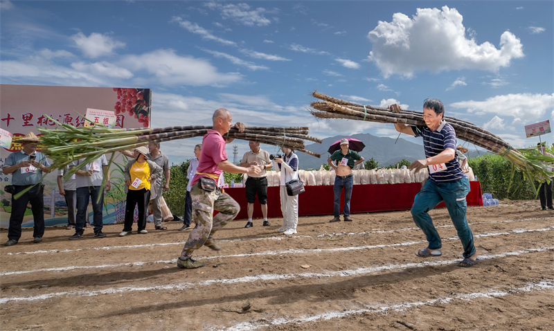 Fujian : une rencontre sportive ludique organisée pour les cultivateurs de canne à sucre de Yongchun