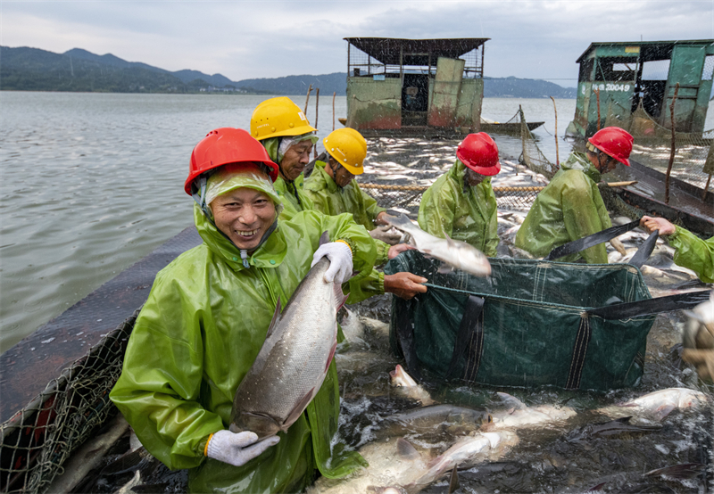 Jiangxi : une riche pêche d'automne de 50 tonnes de poisson à Xinyu