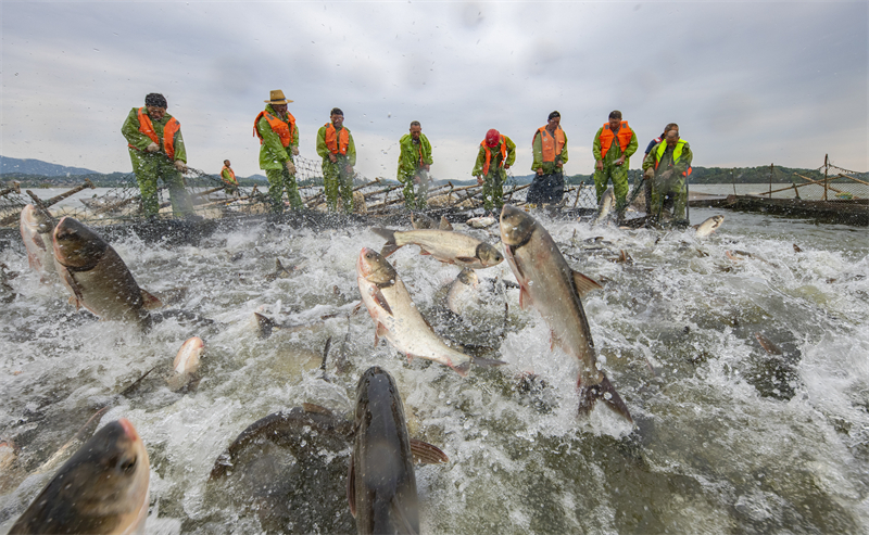 Jiangxi : une riche pêche d'automne de 50 tonnes de poisson à Xinyu