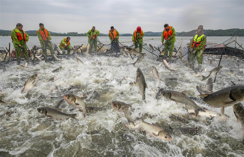 Jiangxi : une riche pêche d'automne de 50 tonnes de poisson à Xinyu