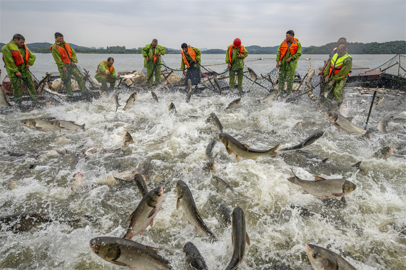 Jiangxi : une riche pêche d'automne de 50 tonnes de poisson à Xinyu