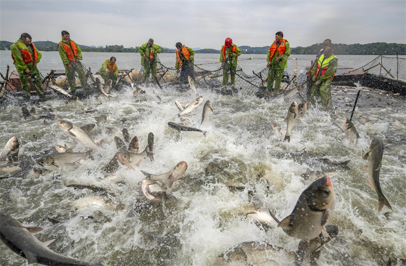 Jiangxi : une riche pêche d'automne de 50 tonnes de poisson à Xinyu