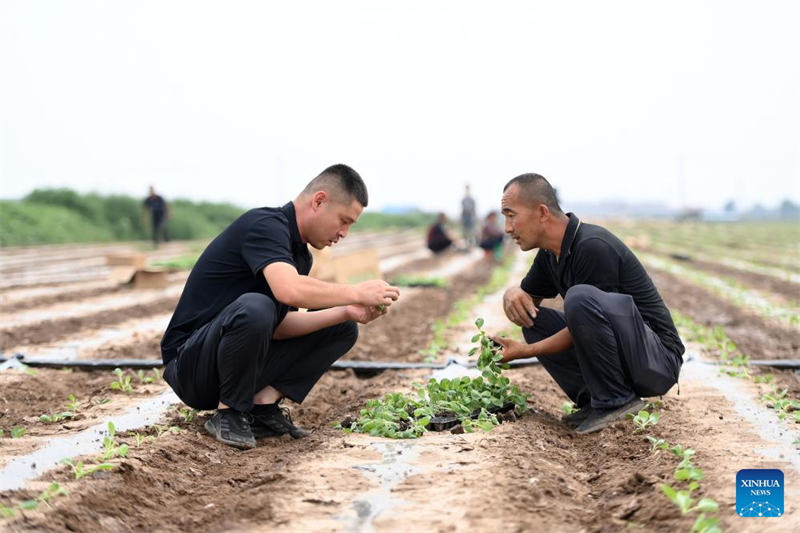 Shanxi : les « nouveaux agriculteurs » apportent de la vitalité à l'agriculture moderne à Wenshui