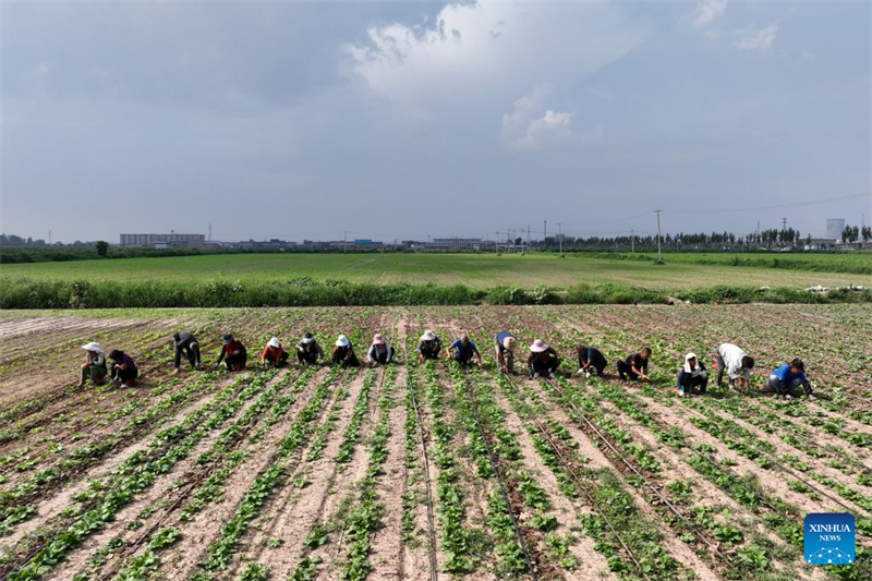 Shanxi : les « nouveaux agriculteurs » apportent de la vitalité à l'agriculture moderne à Wenshui