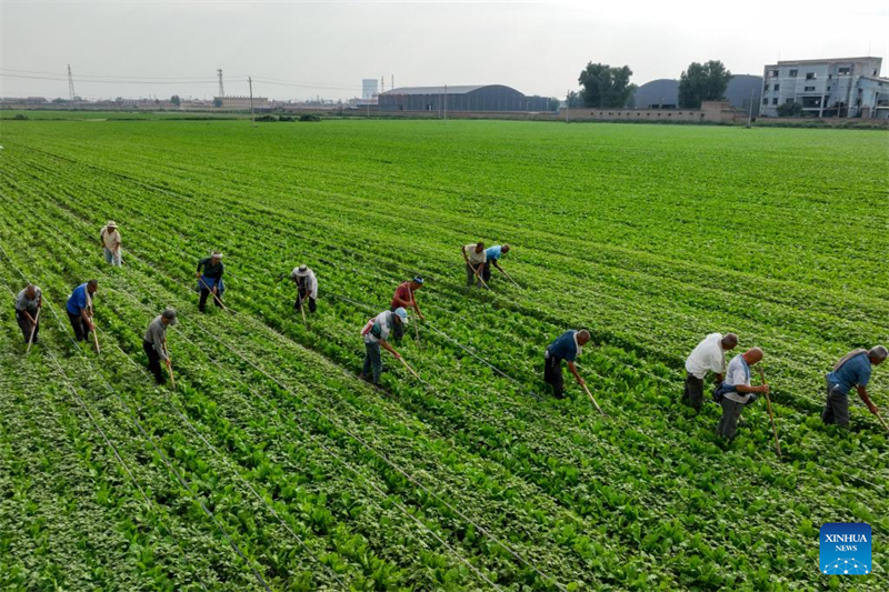 Shanxi : les « nouveaux agriculteurs » apportent de la vitalité à l'agriculture moderne à Wenshui