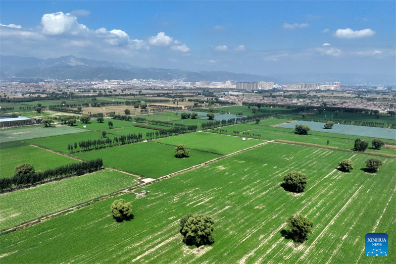 Shanxi : les « nouveaux agriculteurs » apportent de la vitalité à l'agriculture moderne à Wenshui