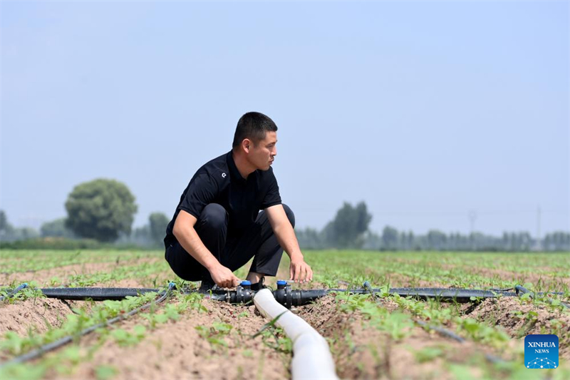 Shanxi : les « nouveaux agriculteurs » apportent de la vitalité à l'agriculture moderne à Wenshui