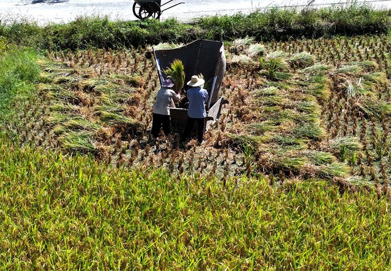 Hubei : du riz biologique cultivé au milieu des montagnes vertes et des eaux claires à Tongcheng