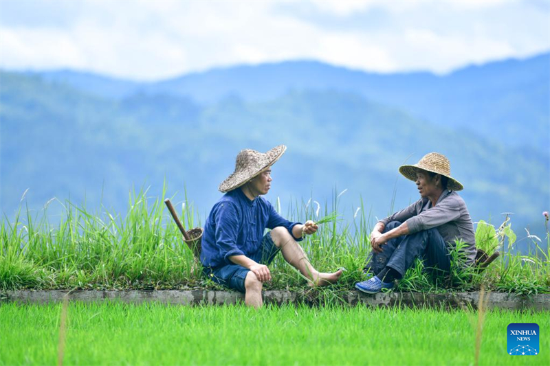 Guizhou : un diplômé universitaire se consacre à la recherche et à la protection des anciennes variétés de cultures à Liping