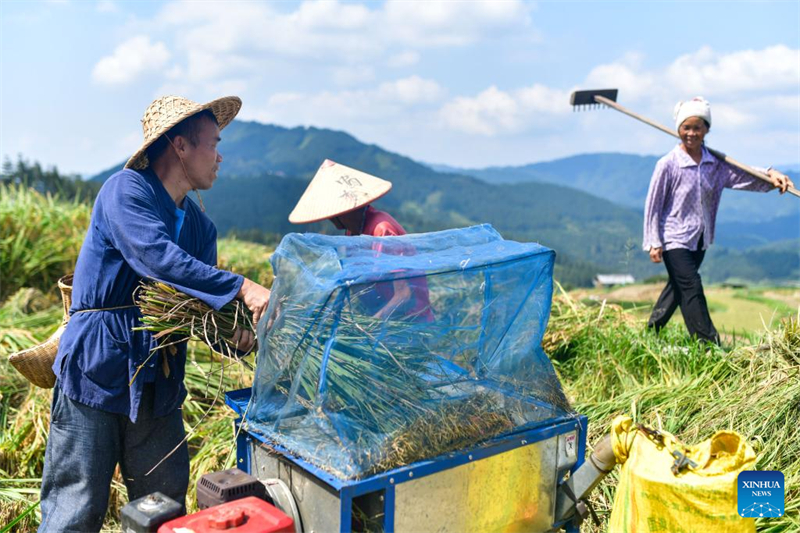 Guizhou : un diplômé universitaire se consacre à la recherche et à la protection des anciennes variétés de cultures à Liping