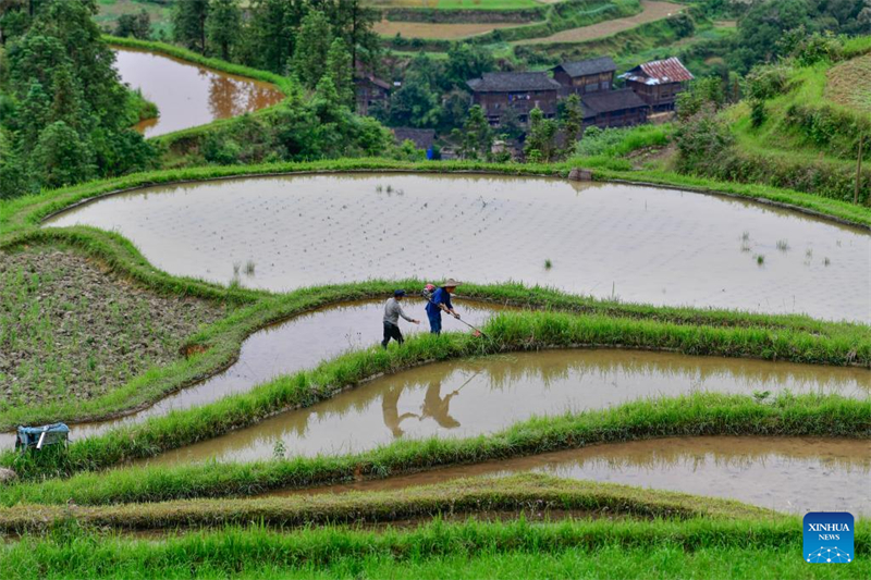 Guizhou : un diplômé universitaire se consacre à la recherche et à la protection des anciennes variétés de cultures à Liping