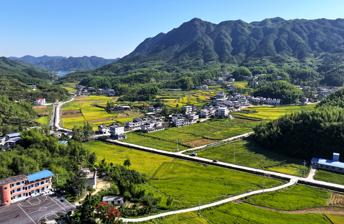 Hubei : du riz biologique cultivé au milieu des montagnes vertes et des eaux claires à Tongcheng