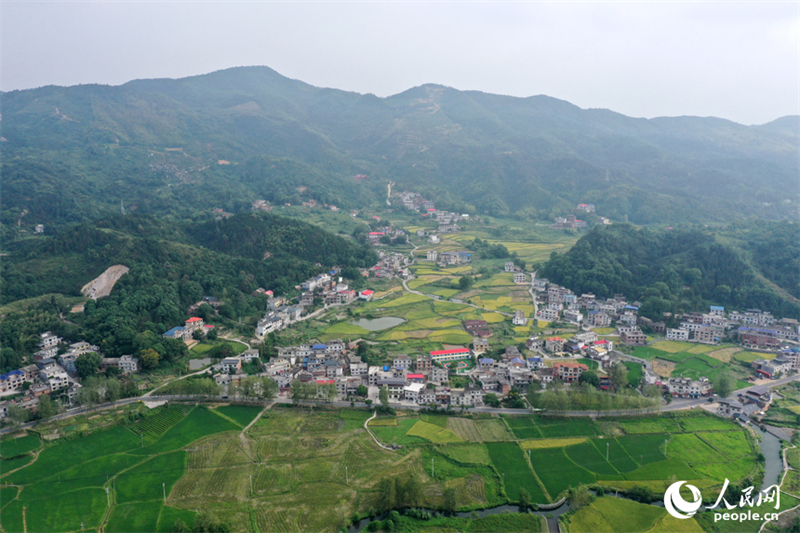 Jiangxi : une belle image des récoltes d'automne dans les villages de montagne de Shangli