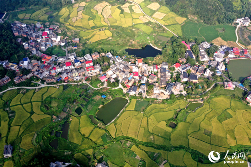 Jiangxi : une belle image des récoltes d'automne dans les villages de montagne de Shangli