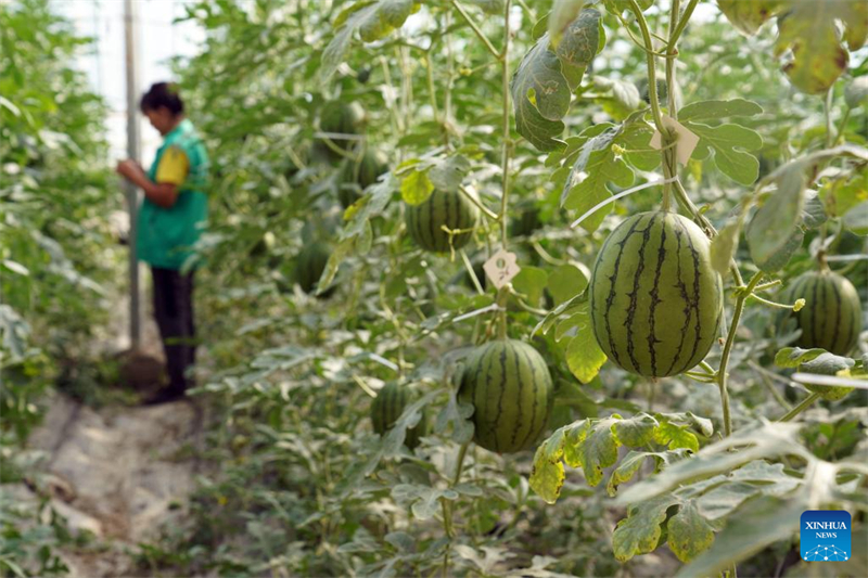 La province du Shandong soutient le Xinjiang par le biais de programmes d'« aide jumelage »