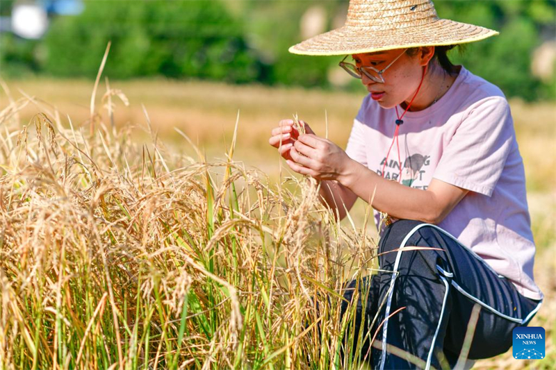 Guizhou : une jeune ouvrière villageoise aide les habitants de Zhouping à développer l'industrie de production de semences de riz