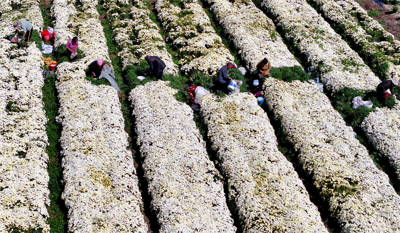 Anhui : la cueillette des chrysanthèmes bat son plein à Bozhou