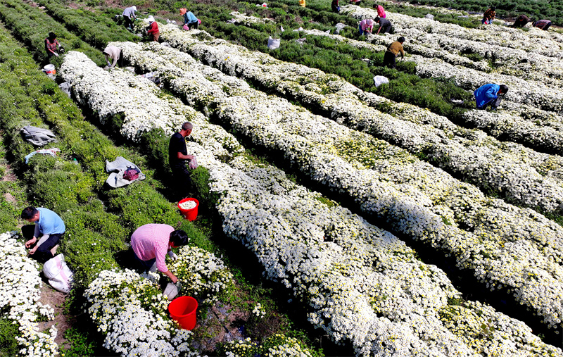 Anhui : la cueillette des chrysanthèmes bat son plein à Bozhou