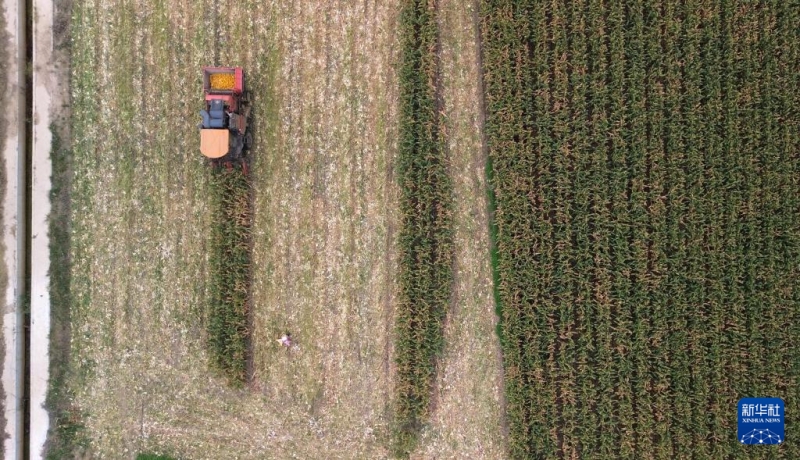 Les riches paysages de récolte de l’automne doré en Chine