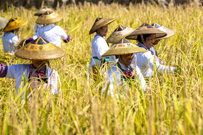 Guizhou : une riche récolte de riz parfumé à Congjiang