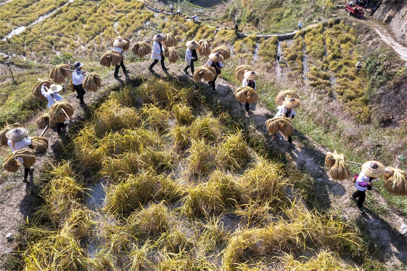 Guizhou : une riche récolte de riz parfumé à Congjiang