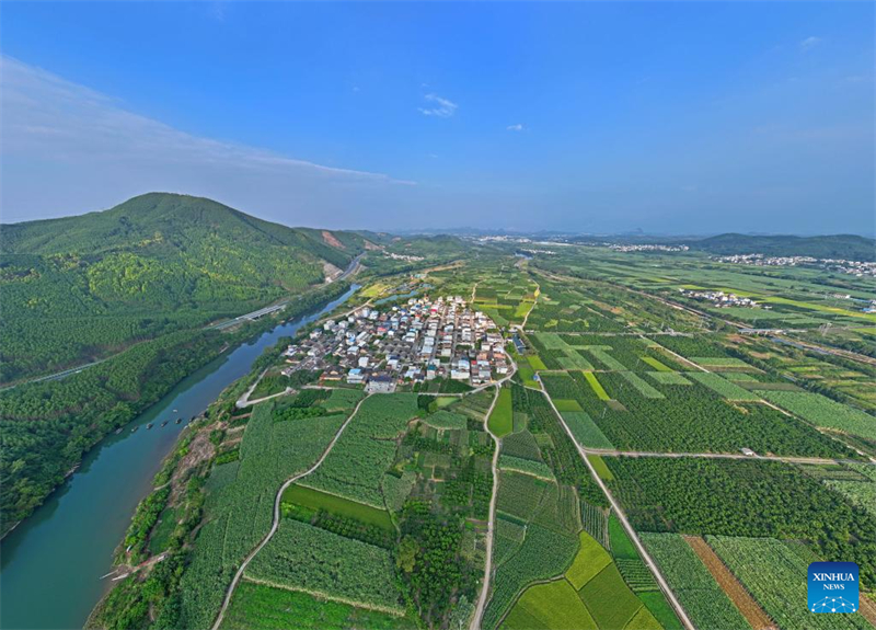 Guangxi : le village traditionnel de Nalu devient une attraction touristique et un lieu incontournable pour les voyages d'études