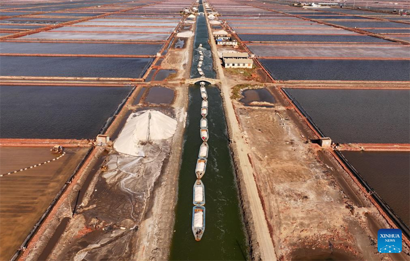 Hebei : la récolte du sel dans les salines de Nanpu à Tangshan