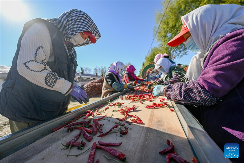 Mongolie intérieure : les piments entrent dans la haute saison de récolte et de vente