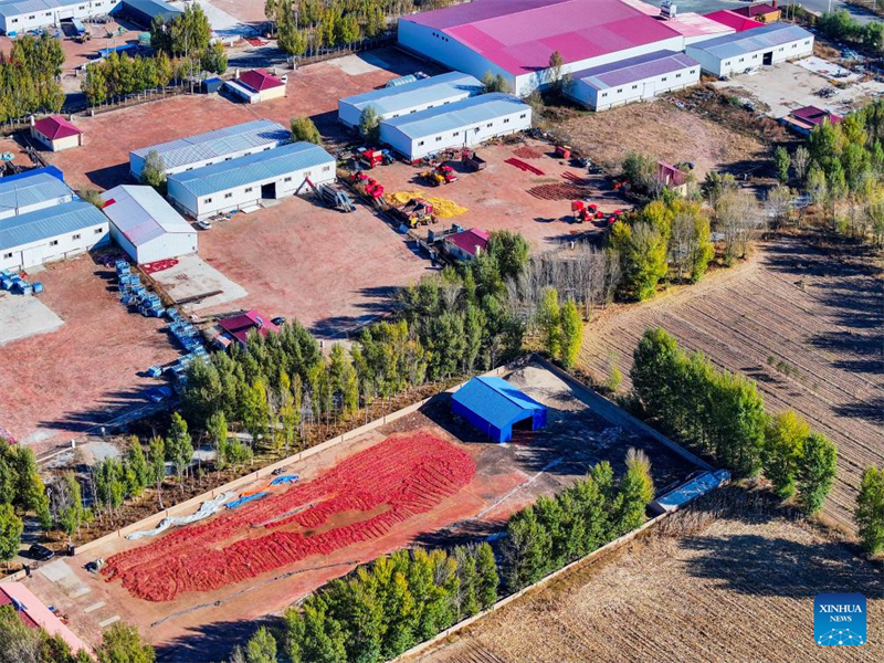 Mongolie intérieure : les piments entrent dans la haute saison de récolte et de vente