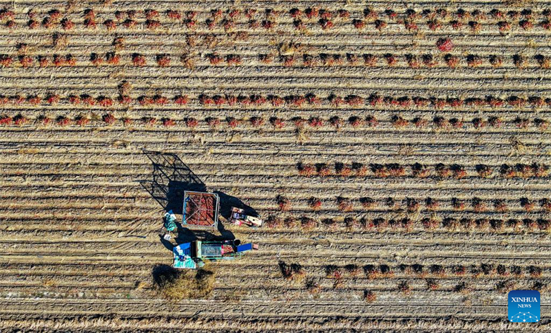 Mongolie intérieure : les piments entrent dans la haute saison de récolte et de vente