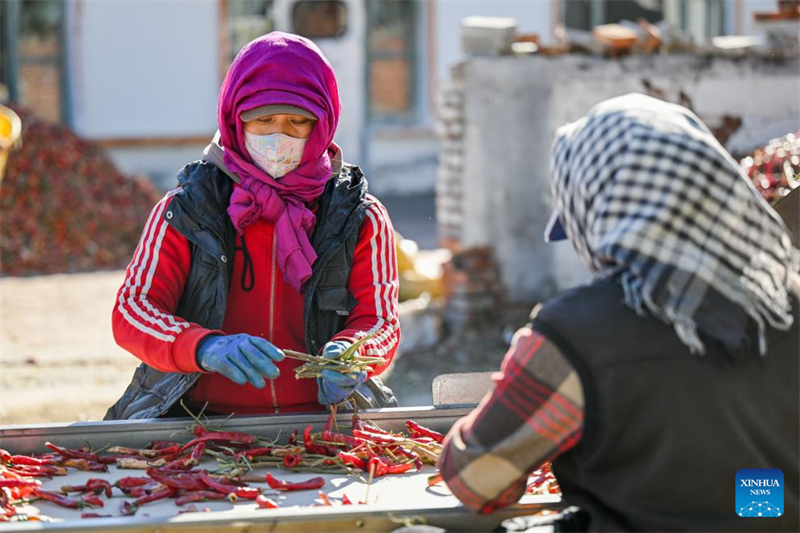 Mongolie intérieure : les piments entrent dans la haute saison de récolte et de vente