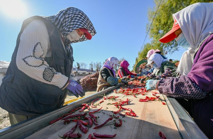 Mongolie intérieure : les piments entrent dans la haute saison de récolte et de vente