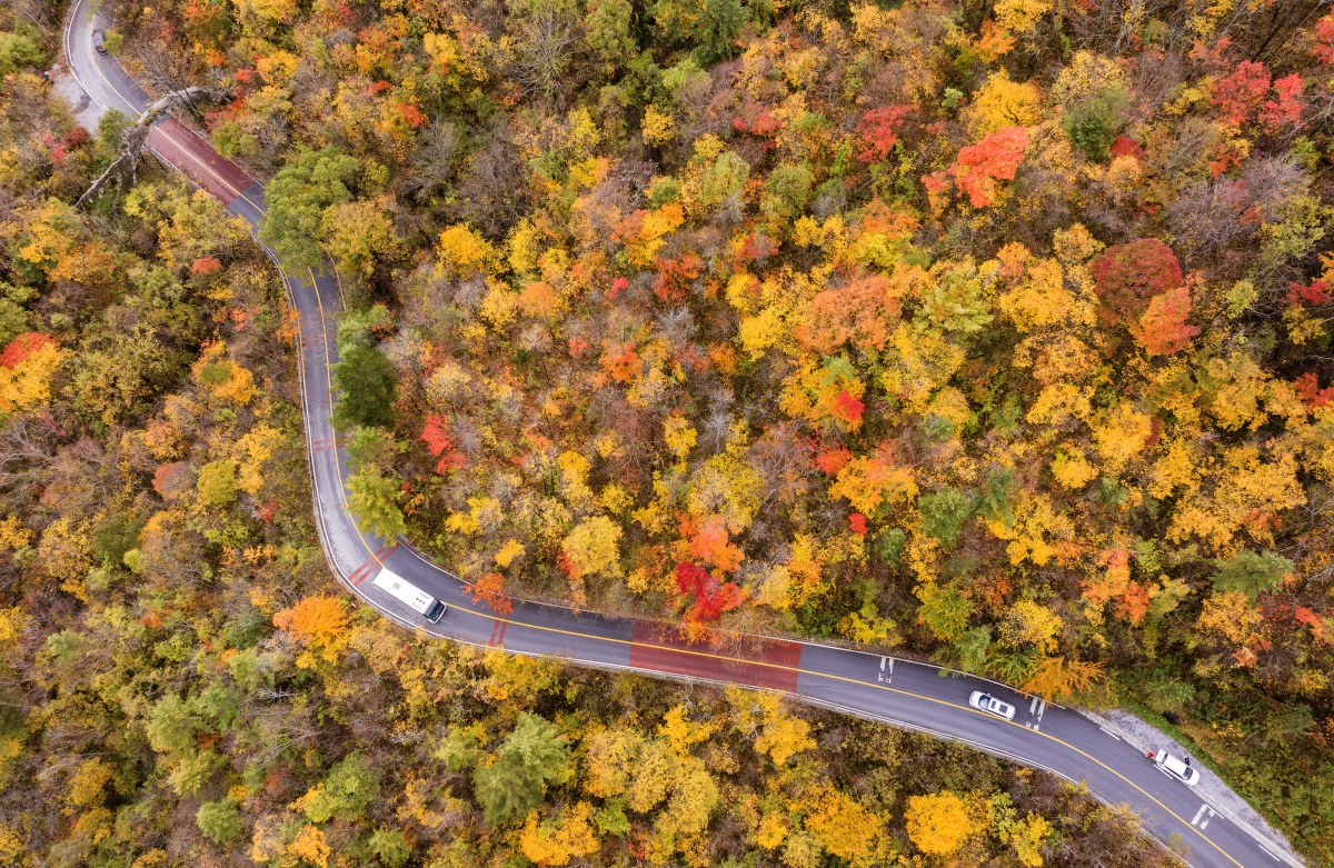 Hubei : Les forêts de Shennongjia se parent de toutes les couleurs et offrent un paysage d'automne pittoresque