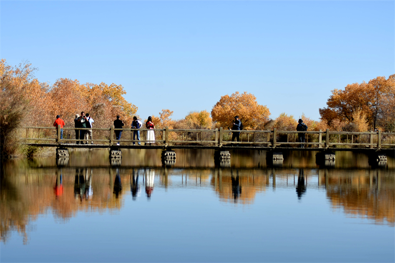 Xinjiang : l'éblouissant spectacle des peupliers sur l'eau de l'automne doré à Zepu