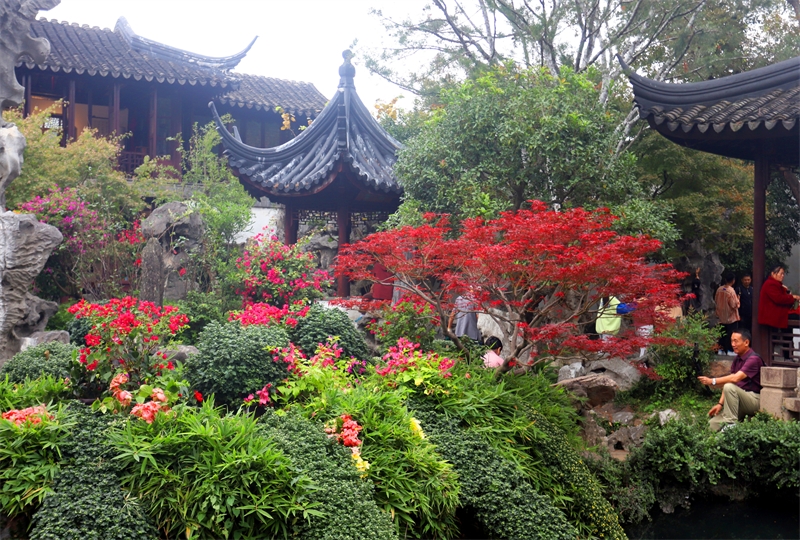 Jiangsu : la splendeur des feuilles d'érables rouges du jardin Liuyuan de Suzhou pendant la saison des gelées