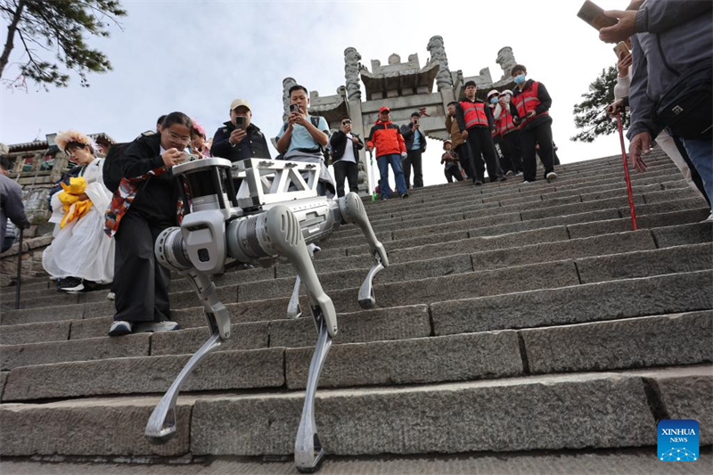 Shandong : un chien robot effectue un test de livraison de charges lourdes sur le site touristique du mont Tai