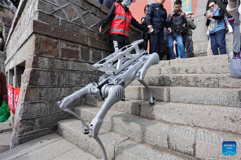 Shandong : un chien robot effectue un test de livraison de charges lourdes sur le site touristique du mont Tai