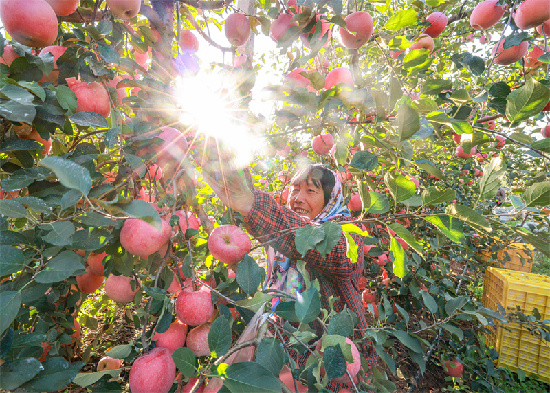 Shandong : une riche récolte de pommes à Rongcheng