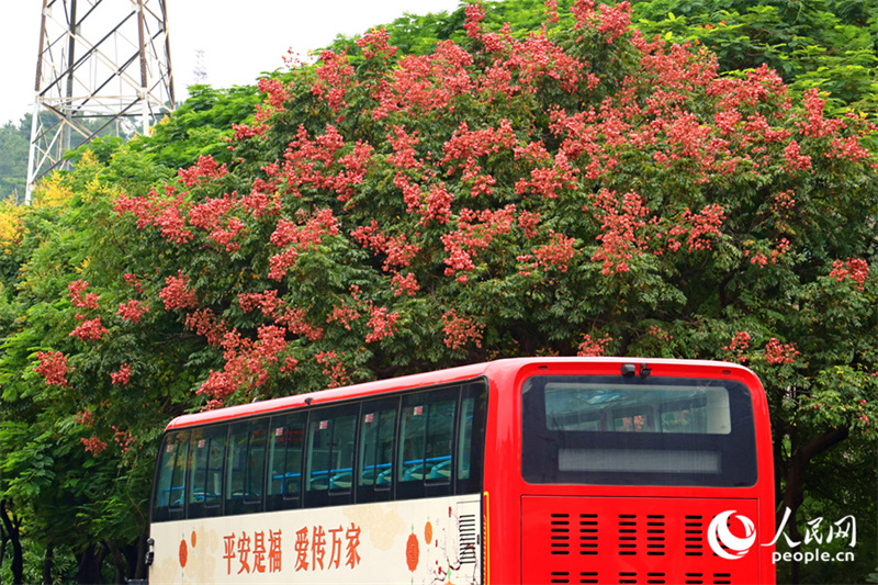 Fujian : les savonniers colorés de Xiamen se parent de leurs habits d'automne