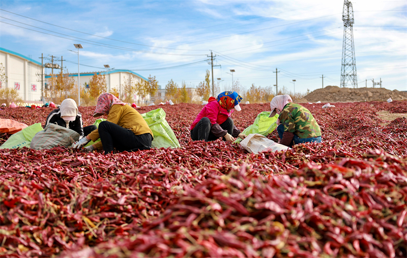 Gansu : la route de la richesse avec les piments rouges à Jiuquan