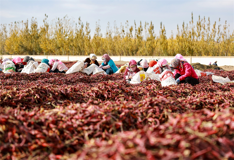 Gansu : la route de la richesse avec les piments rouges à Jiuquan