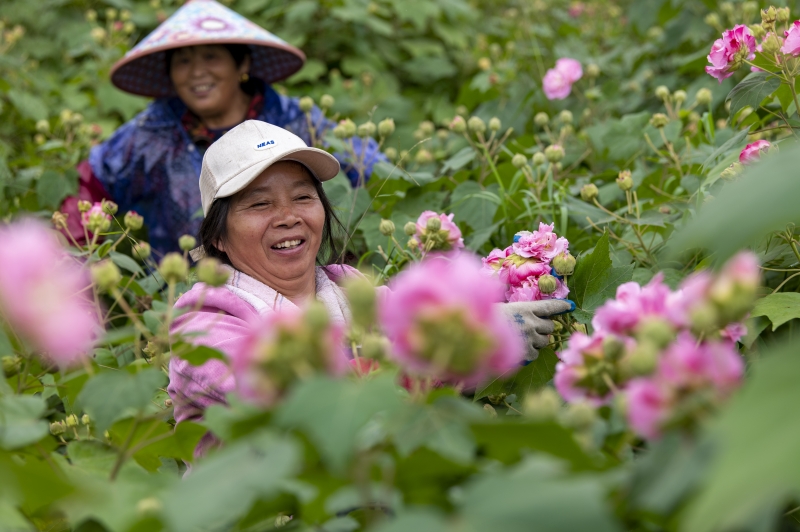 Zhejiang : à Lanxi, les hibiscus  contribuent à revitaliser la campagne