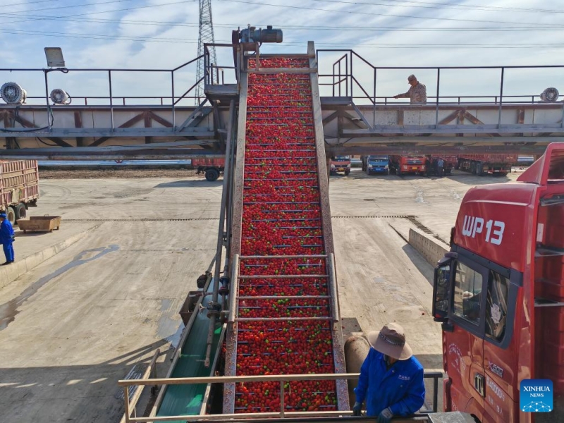 Xinjiang : à Bortala, les tomates donnent des résultats fructueux et améliorent les revenus des agriculteurs