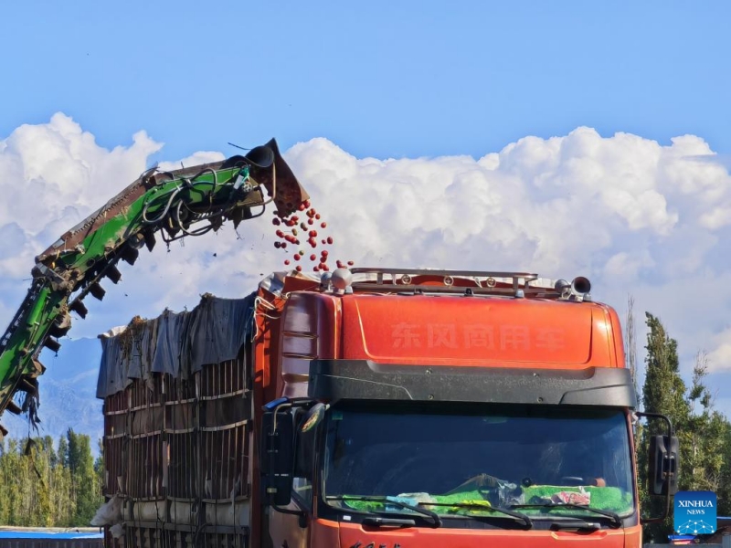 Xinjiang : à Bortala, les tomates donnent des résultats fructueux et améliorent les revenus des agriculteurs