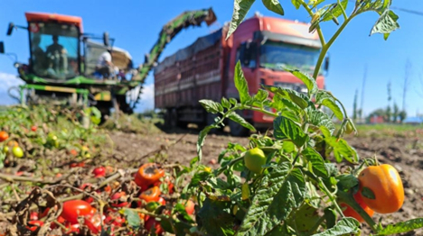 Xinjiang : à Bortala, les tomates donnent des résultats fructueux et améliorent les revenus des agriculteurs