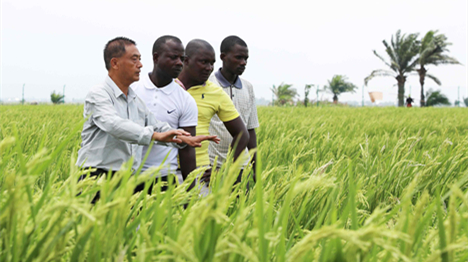 Faire bénéficier l'Afrique de la technologie agricole chinoise, rêve d'un étudiant africain