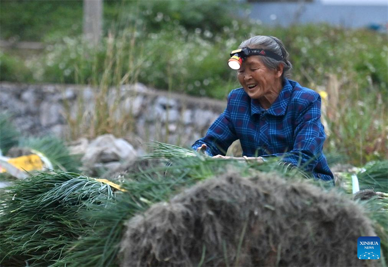 Guangxi : un village engagé dans la culture des oignons verts