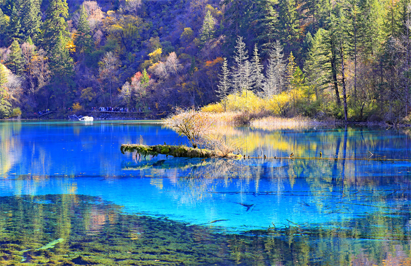 Sichuan : les paysages d'automne pittoresques de Jiuzhaigou envoûtent les touristes