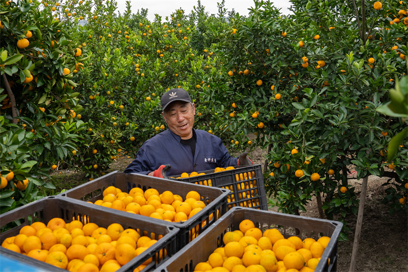 Zhejiang : une récolte abondante de mandarines de Huangyan à Taizhou